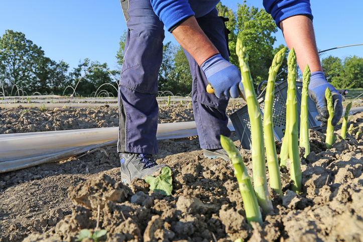 Ernte von grünem Spargel