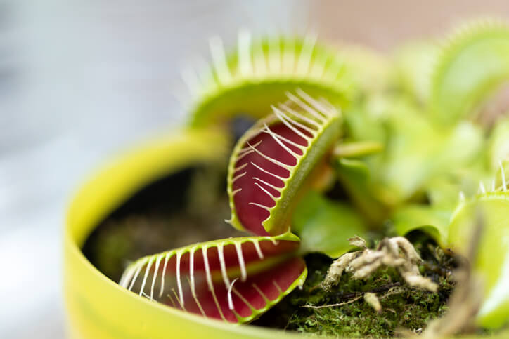 Fleischfressende Pflanzen