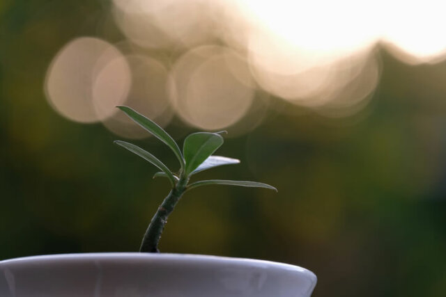 Frangipani - Vermehrung über Stecklinge