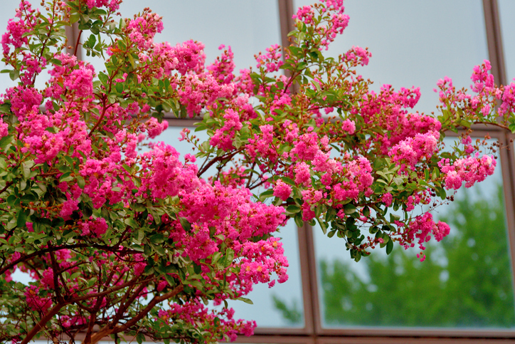 Geeignetes Substrat und Düngergaben