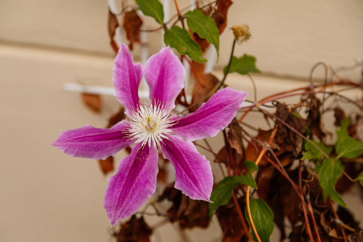 Gefährdung durch die Clematis-Welke