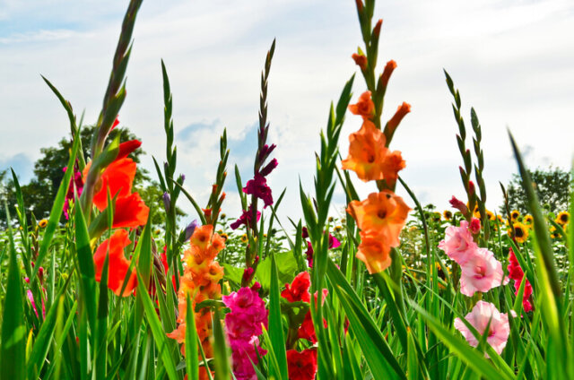 Gladiolen - Kultur in Pflanzgefäßen