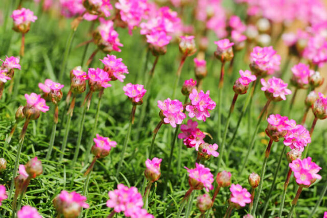 Grasnelken - Bewässerung, Düngergaben und Vermehrung