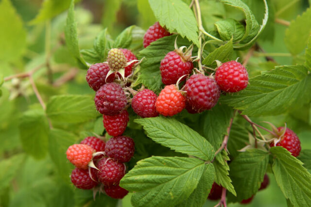 Herbsthimbeeren - Vermehrungsmöglichkeiten