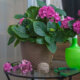 Hortensien - korrekte Pflege von Zimmerpflanzen
