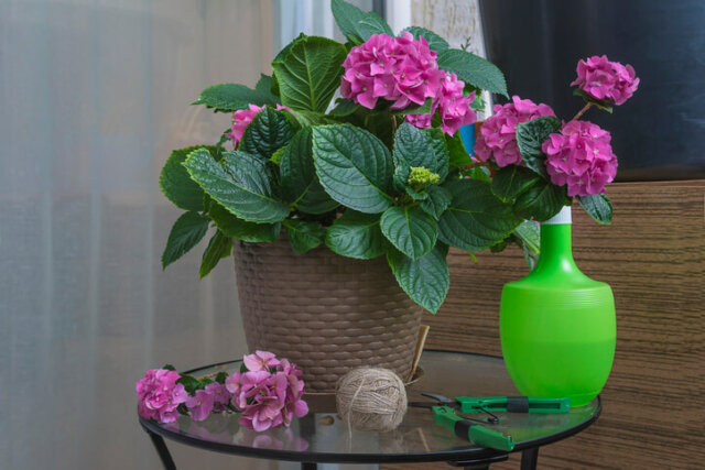 Hortensien - korrekte Pflege von Zimmerpflanzen