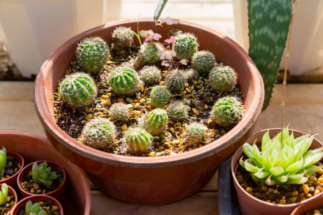 Kakteen - Vermehrung über Ableger