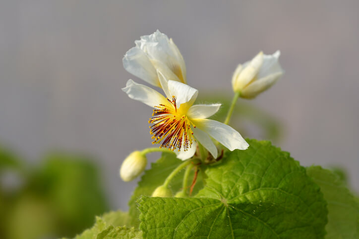 Kapländische Zimmerlinde (Sparmannia africana)