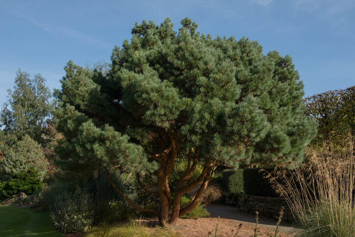 Kiefern - attraktive Bäume in der Natur und in Gärten