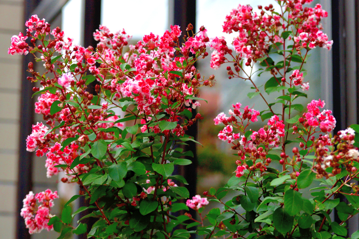 Kultur auf Balkon und Terrasse