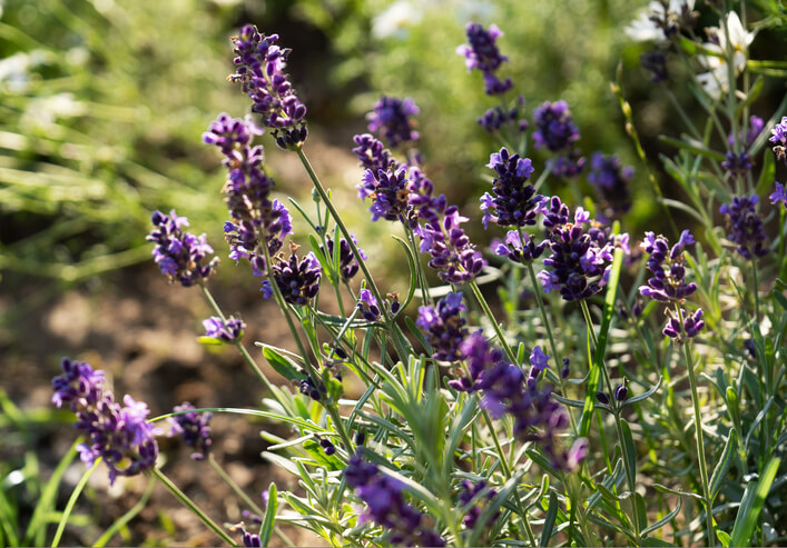 Lavendel (Lavandula)