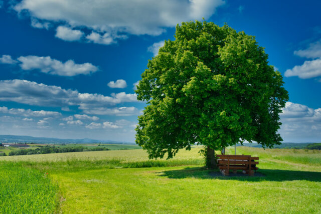 Linden - Standort, Pflanzzeit, Vorteile und Wissenswertes