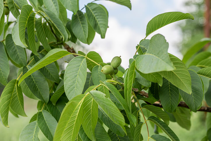 Merkmale der Blätter