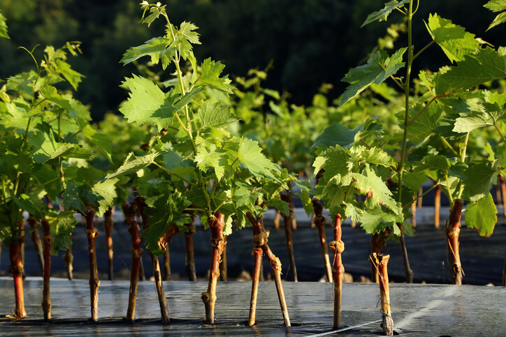 Möglichkeiten zur Veredelung