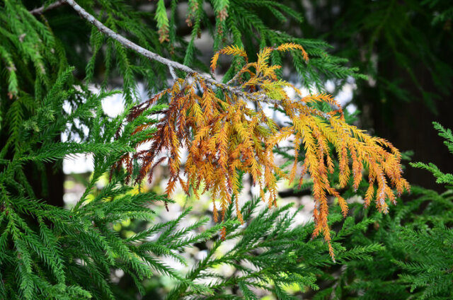 Nadelbäume - Gründe für braune Verfärbungen