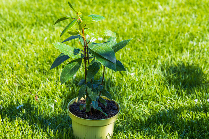 Pflanzen von Stecklingen