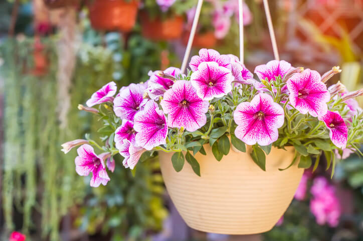 Pflanzgefäße für Blumenampeln