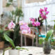 Phalaenopsis - Kultur im Glas