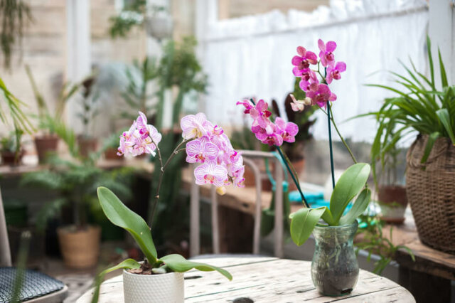 Phalaenopsis - Kultur im Glas