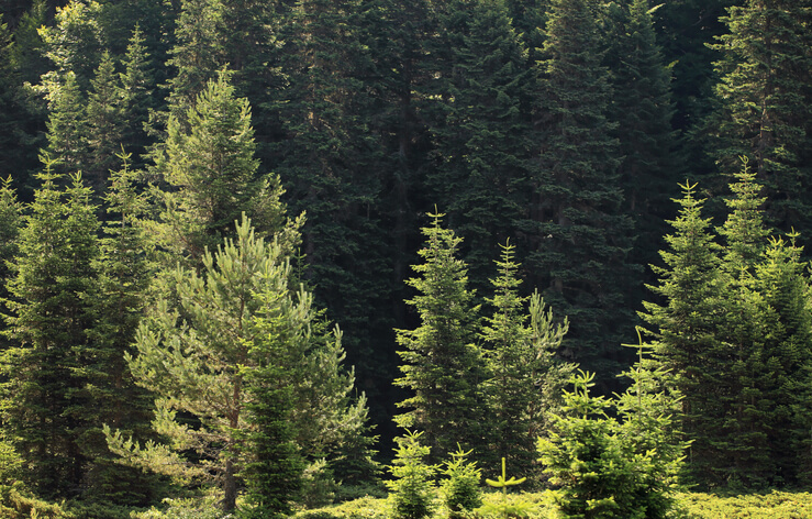 Robuste, dekorative Nadelbäume