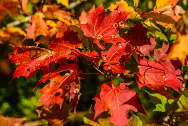 Rot-Ahorn - Erkennung und Behandlung von Krankheiten