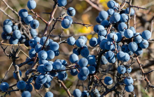 Schlehen - korrekter Beschnitt