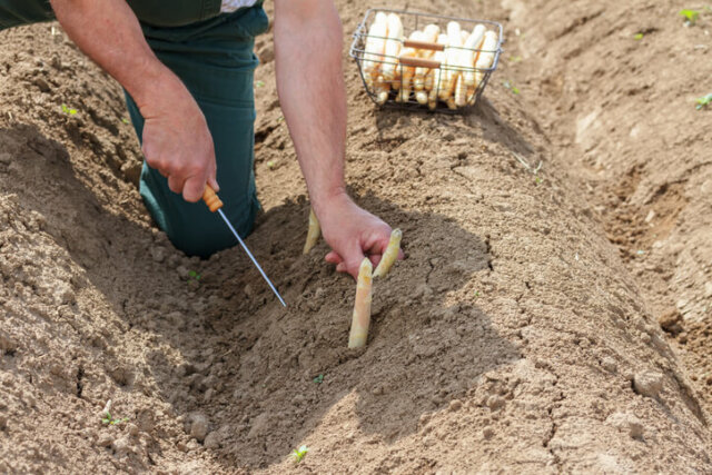 Spargel - Wissenswertes zur Ernte