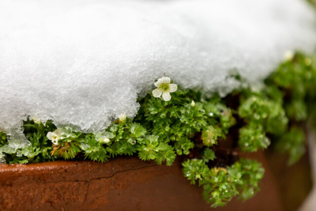 Steinbrech - Wissenswertes zur Winterhärte verschiedener Arten