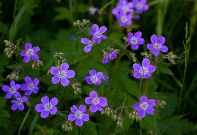 Storchschnabel - Gründe für das Ausbleiben der Blüte