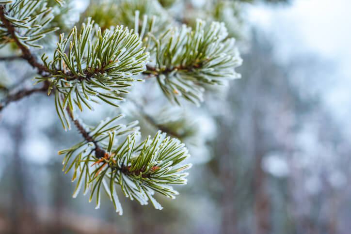 Strenger Winter