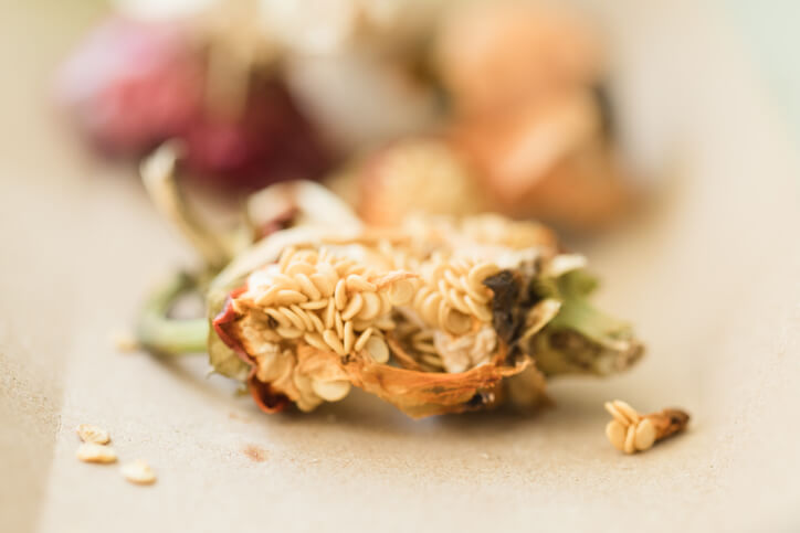 Trocknung und Lagerung von Saatgut