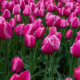 Tulpenwiese - wissenswerte Informationen zum Anlegen