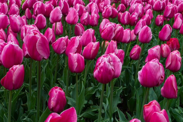 Tulpenwiese - wissenswerte Informationen zum Anlegen