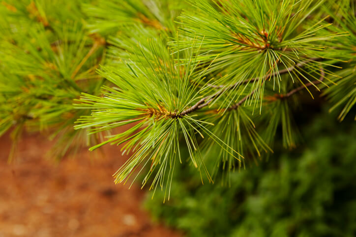 Unterscheidung von Kiefern anhand der Nadeln