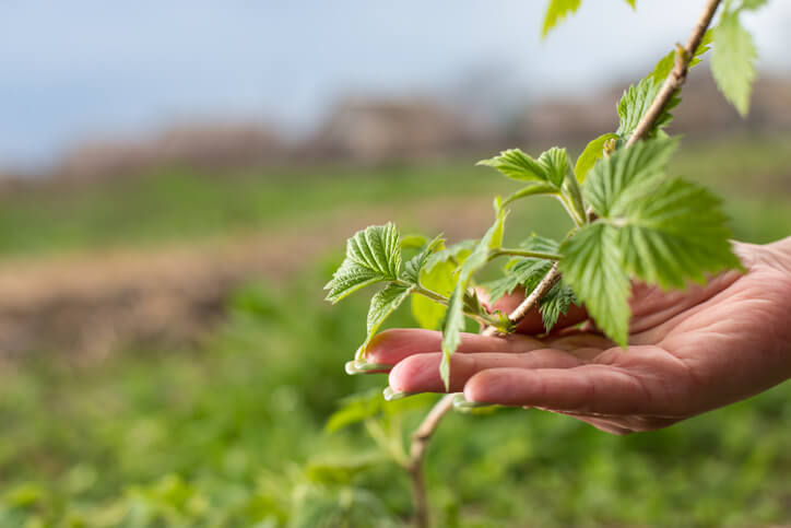 Vermehrung durch Absenker