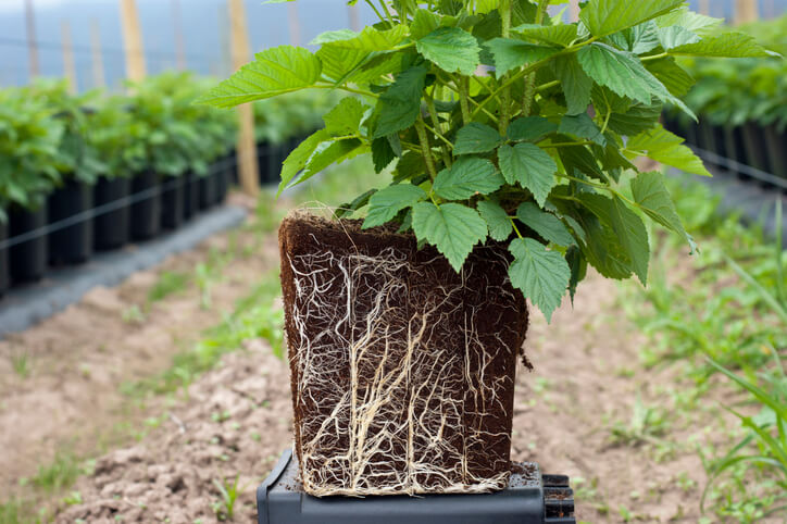 Vermehrung durch Wurzelschnittlinge