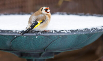 Vogeltränken - Frostschutzmaßnahmen im Winter