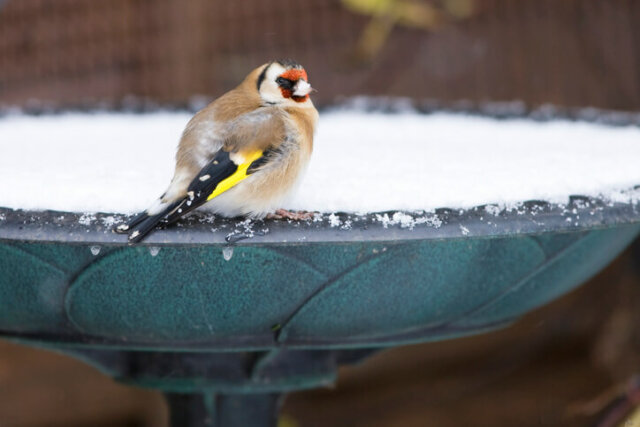 Vogeltränken - Frostschutzmaßnahmen im Winter