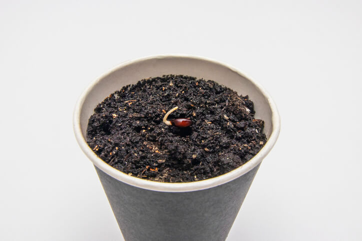 Vom Apfelkern zum Apfelbaum