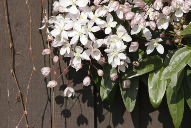 Waldreben - welche Sorten eignen sich für die Bepflanzung von Zäunen