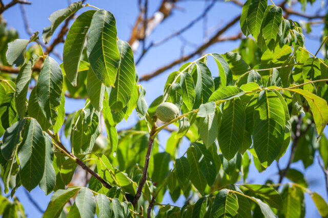 Walnuss - Wissenswertes zu den Blättern