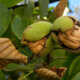 Walnussbaum - Wissenswertes zu den Früchten und zum Ertrag