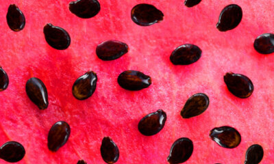Wassermelonen - Auswahl, Trocknung und Aussaat der Samen