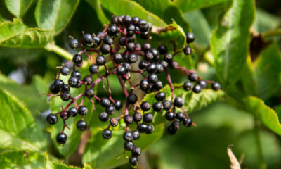 Wissenswerte zu Holunderbeeren