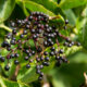 Wissenswerte zu Holunderbeeren