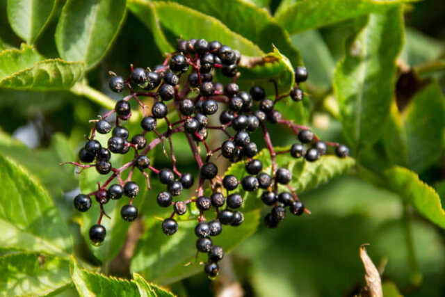 Wissenswerte zu Holunderbeeren