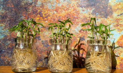 Zimmerpflanzen - Anzucht in Hydrokultur