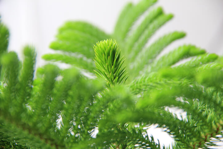 Zimmertanne (Araucaria heterophylla)
