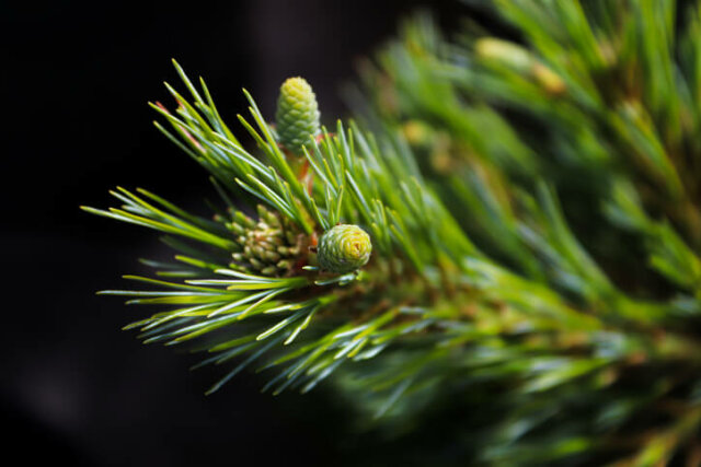 Kiefern - Merkmale der Nadeln