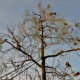 Trompetenbäume - sind sie winterhart oder frostempfindlich?